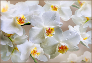 Фотообои 4 листа Белая орхидея оптом